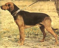 Serbische Bracke - Srpski Gonic